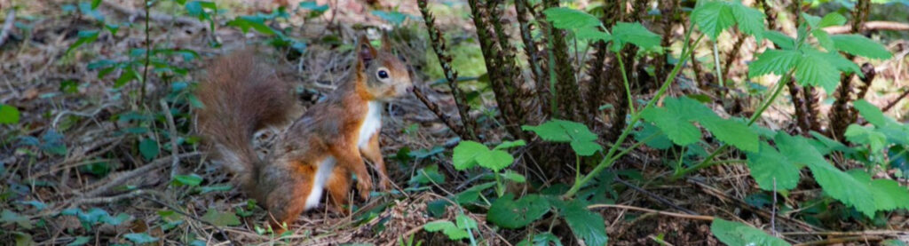 Red squirrel