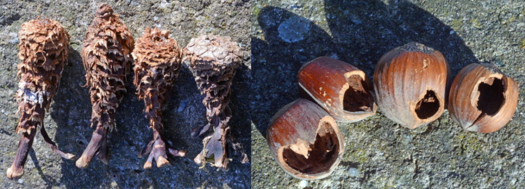 Two photos stitched together, showing evidence of red squirrels. On the left, nibbled pine cones. On the right, nibbled hazelnut shells.